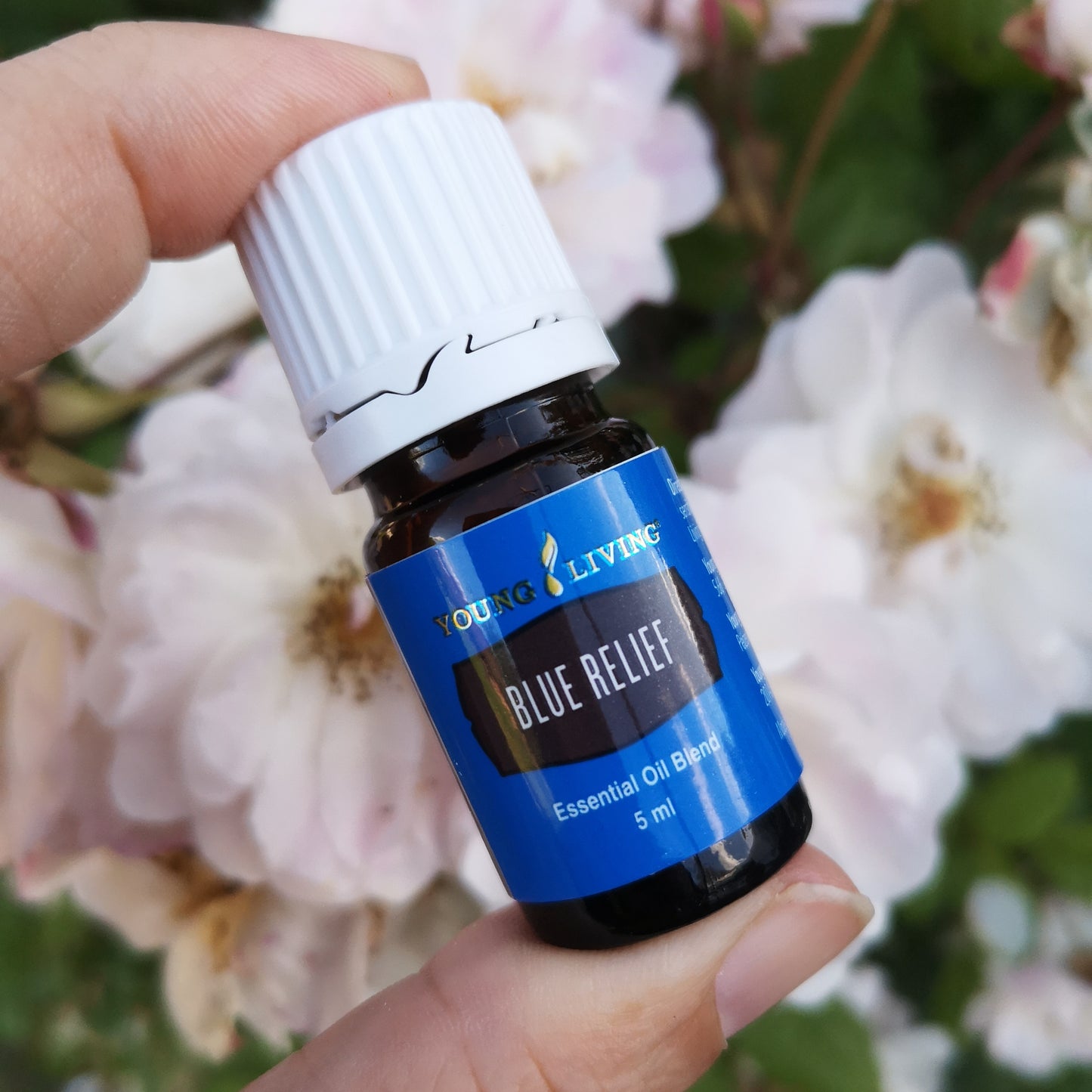 Blue Relief - Blaue Erleichterung - 5ml - Young Living